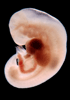 day 32 human embryo photograph