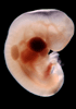 day 32 human embryo photograph