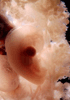 day 32 human embryo photograph