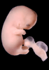 day 47 human embryo photograph